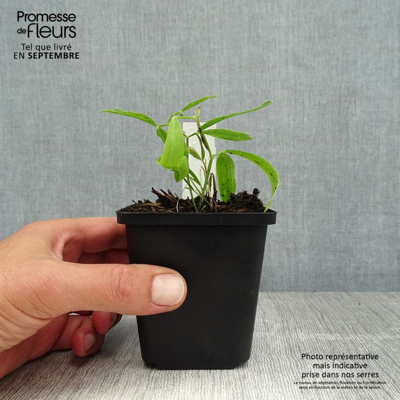 Exemplaar van Lathyrus latifolius Rood Pearl - Wilde pronkerwt Kweekpotje van 8/9 cm zoals geleverd in de zomer