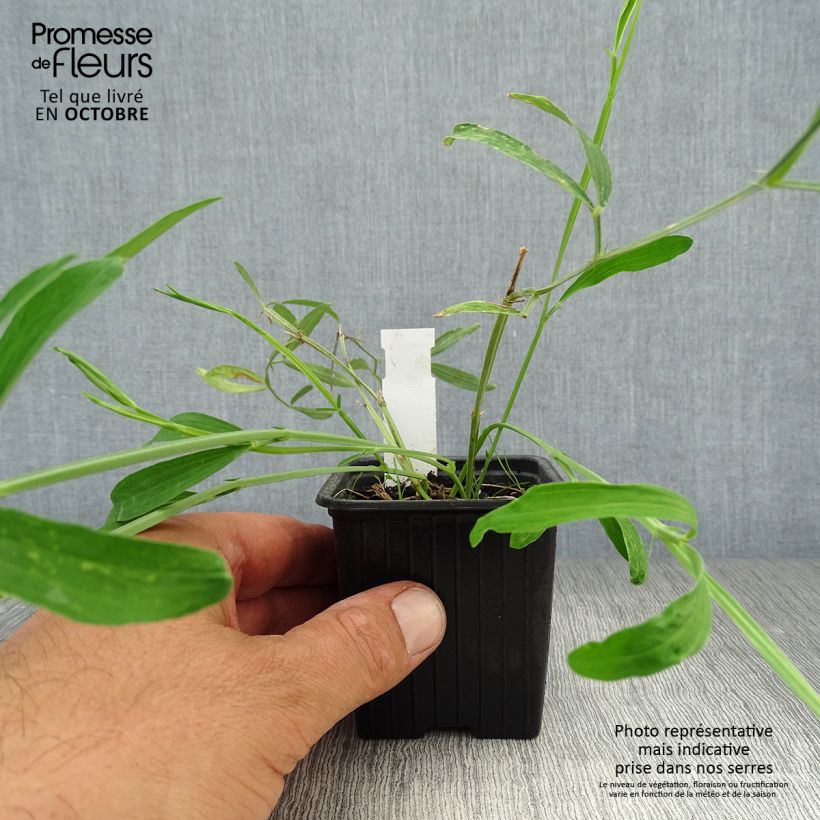 Exemplaar van Lathyrus latifolius White Pearl - Wilde pronkerwt Kweekpotje van 8/9 cm zoals geleverd in de herfst