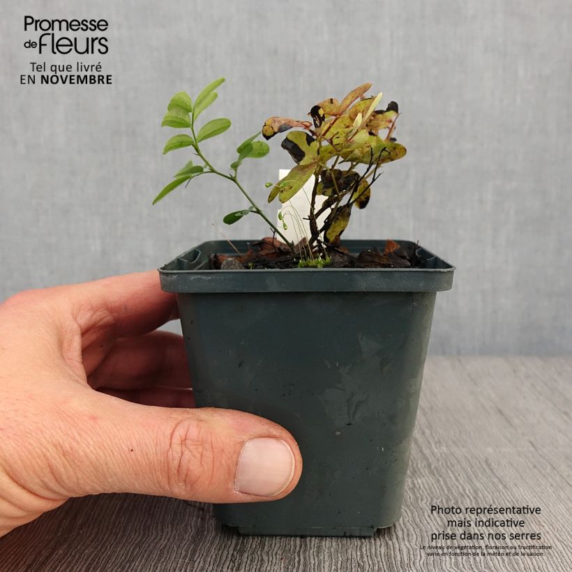 Exemplaar van Lathyrus niger - Zwarte lathyrus Kweekpotje van 8/9 cm zoals geleverd in de herfst