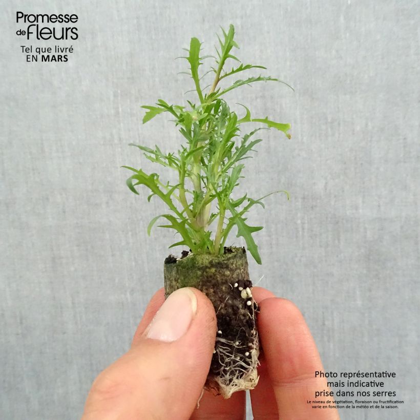 Exemplaar van Isotoma Stella Pink - Laurentia Mini-mot Ø 3/4 cm zoals geleverd in de lente