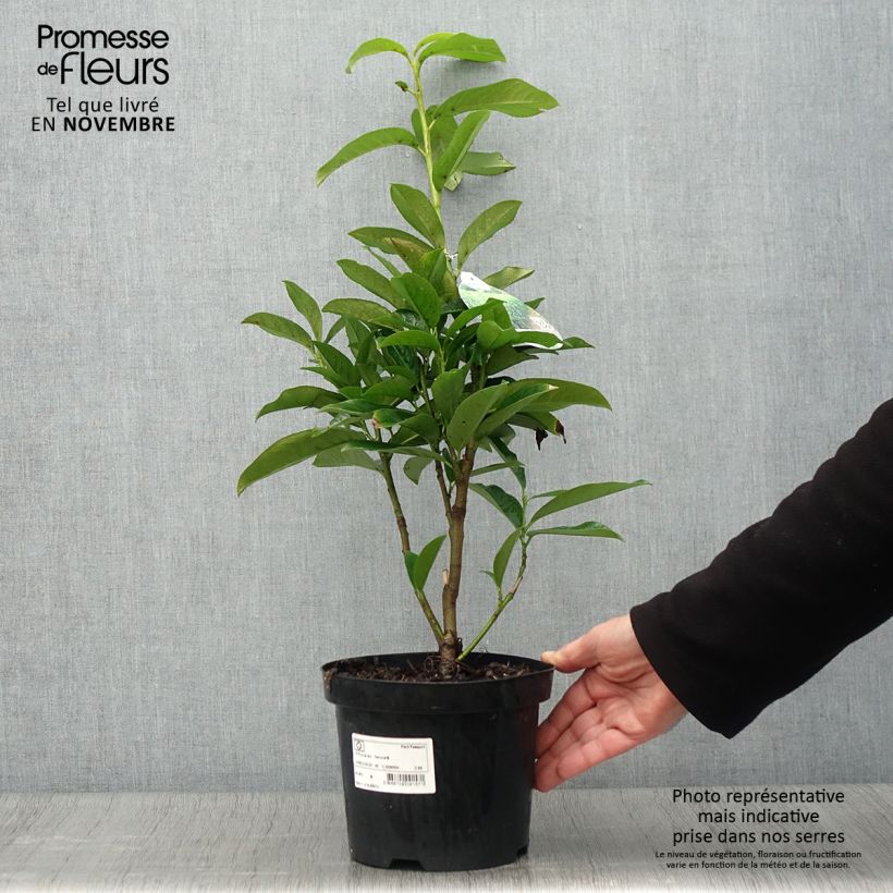 Exemplaar van Prunus laurocerasus Genolia - Laurierkers Pot van 3 l/4 l zoals geleverd in de herfst