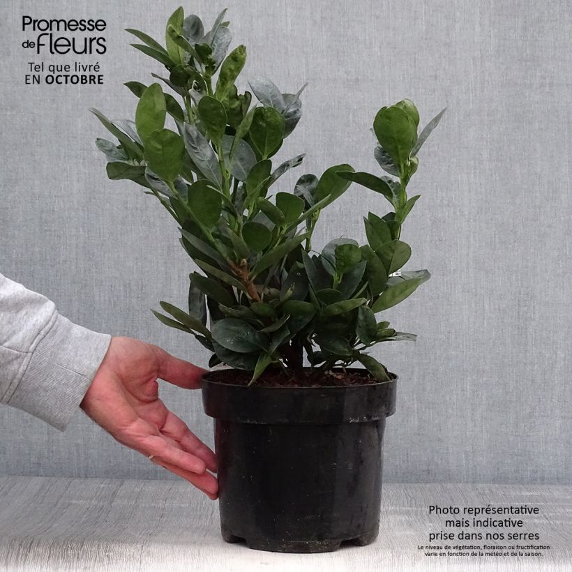 Exemplaar van Prunus laurocerasus Miniredia - Laurierkers Pot van 2 l/3 l zoals geleverd in de herfst