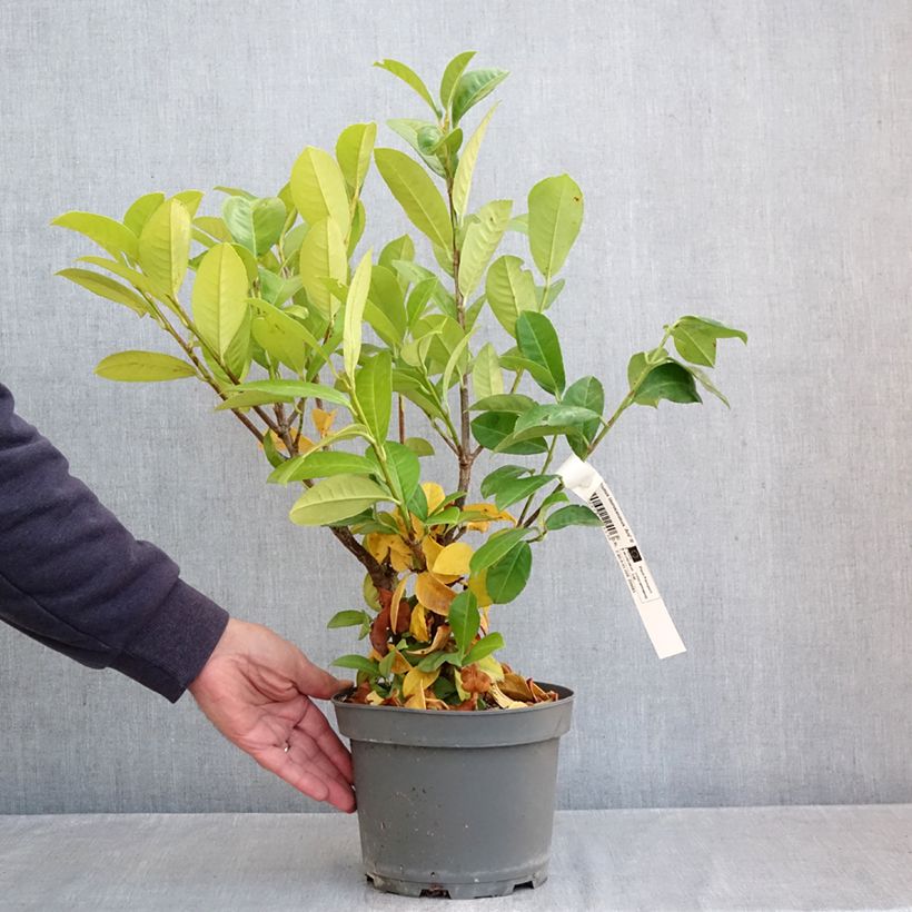 Exemplaar van Prunus laurocerasus Ani - Laurierkers Pot van 3 l/4 l zoals geleverd in de herfst
