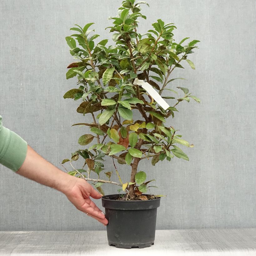 Exemplaar van Prunus laurocerasus Ani - Laurierkers Pot van 3 l/4 l zoals geleverd in de zomer