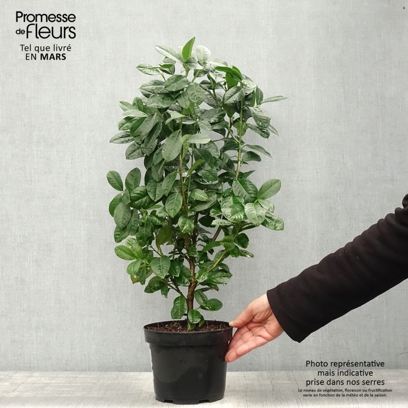 Example of Prunus laurocerasus Ani - Laurierkers Pot van 3 l/4 l as you get in printemps