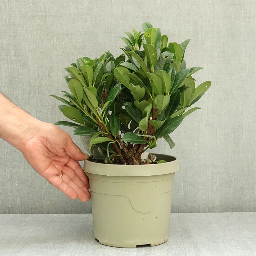 Exemplaar van Prunus laurocerasus Bonaparte - Laurierkers Pot van 3 l/4 l zoals geleverd in de zomer