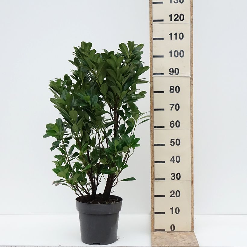 Exemplaar van Prunus laurocerasus Bonaparte - Laurierkers Pot van 7,5 l/10 l zoals geleverd in de winter