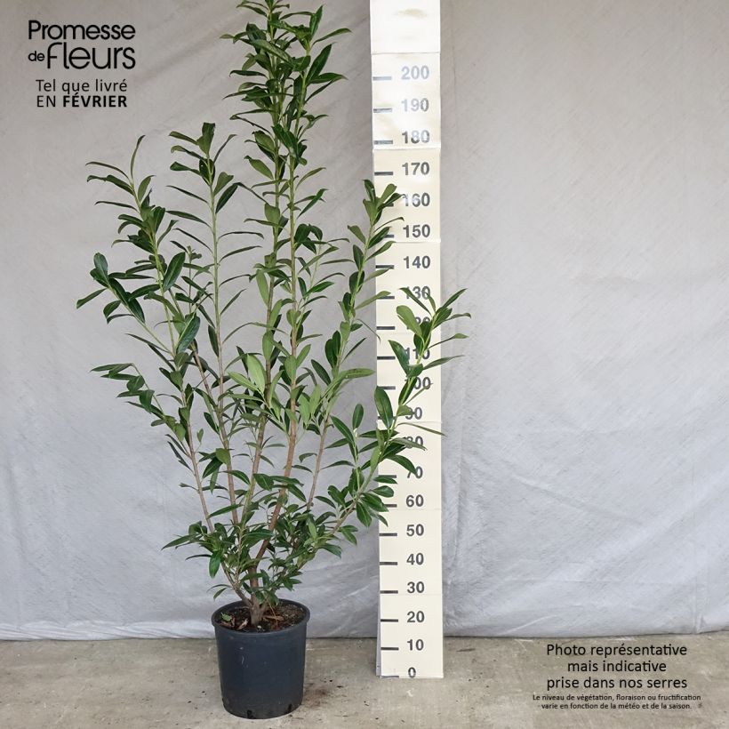 Exemplaar van Prunus laurocerasus Caucasica - Laurierkers Pot van 12 l/15 l zoals geleverd in de lente