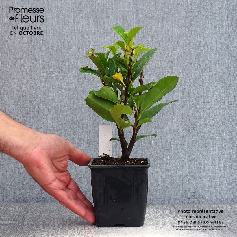 Exemplaar van Prunus laurocerasus Caucasica - Laurierkers Kweekpotje van 8/9 cm zoals geleverd in de herfst