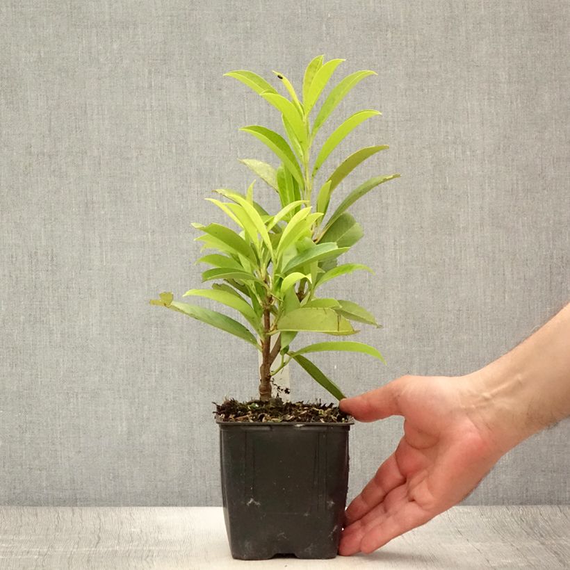 Exemplaar van Prunus laurocerasus Caucasica - Laurierkers Kweekpotje van 8/9 cm zoals geleverd in de zomer