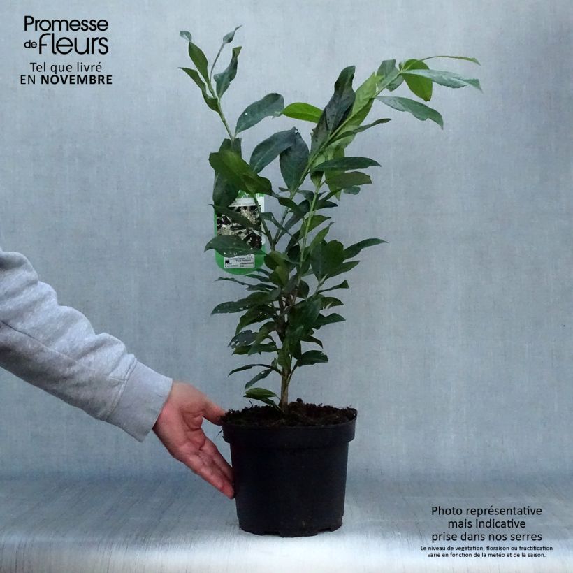 Exemplaar van Prunus laurocerasus Caucasica - Laurierkers Pot van 3 l/4 l zoals geleverd in de herfst
