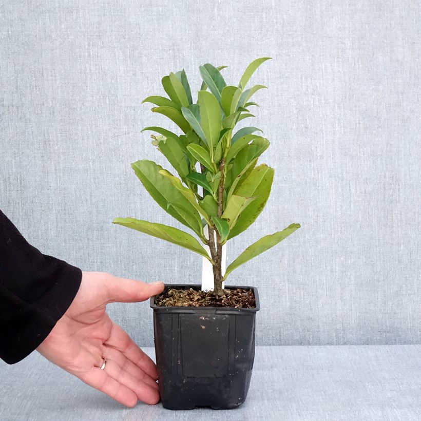 Exemplaar van Prunus laurocerasus Caucasica - Laurierkers Kweekpotje van 8/9 cm zoals geleverd in de winter