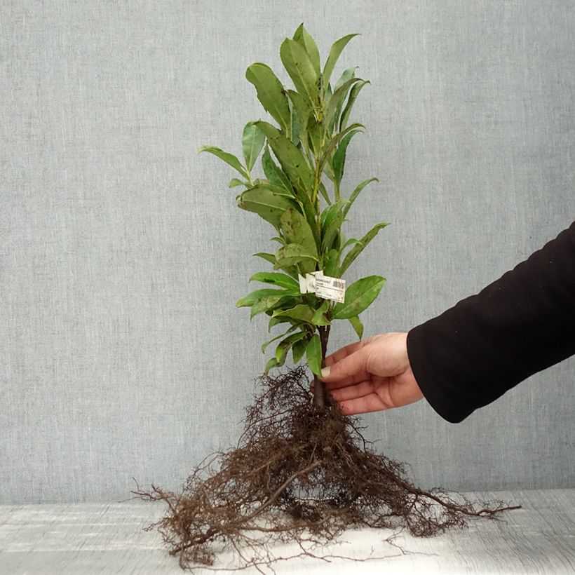 Exemplaar van Prunus laurocerasus Caucasica - Laurierkers Naakte wortel zoals geleverd in de winter