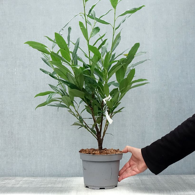Exemplaar van Laurier cerise - Prunus laurocerasus Elly Pot de 3L/4L zoals geleverd in de herfst