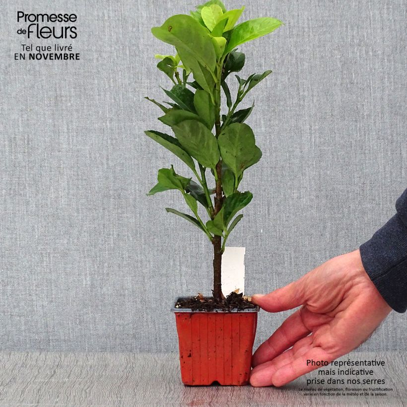 Exemplaar van Prunus laurocerasus Etna - Laurierkers Kweekpotje van 8/9 cm zoals geleverd in de herfst