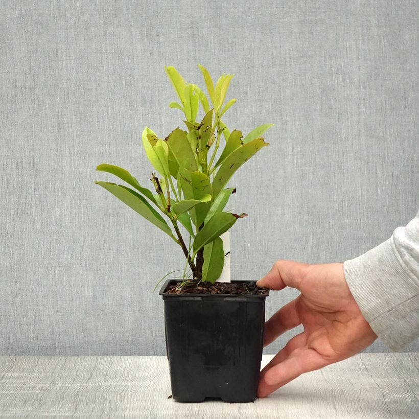 Exemplaar van Prunus laurocerasus Fontanettes - Laurierkers Kweekpotje van 8/9 cm zoals geleverd in de lente