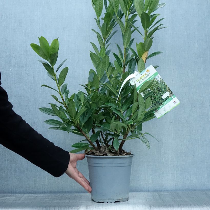 Exemplaar van Prunus laurocerasus Greentorch - Laurierkers Pot van 3 l/4 l zoals geleverd in de herfst
