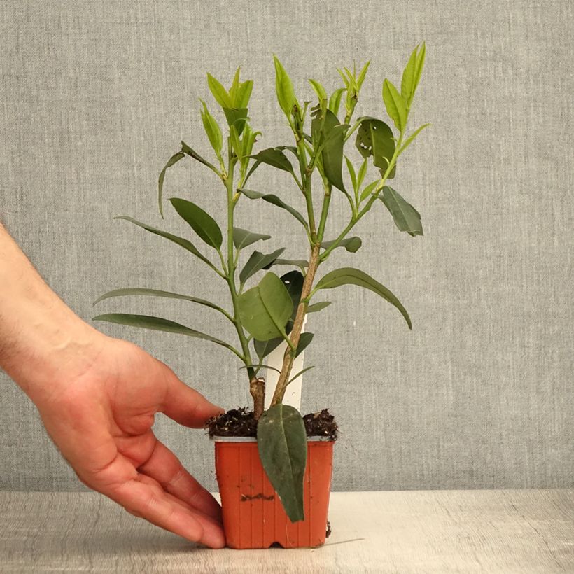 Exemplaar van Prunus laurocerasus Herbergii - Laurierkers Kweekpotje van 8/9 cm zoals geleverd in de lente