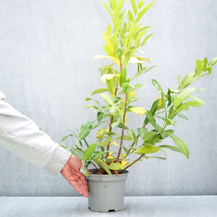 Exemplaar van Prunus laurocerasus Herbergii - Laurierkers Pot van 3 l/4 l zoals geleverd in de herfst