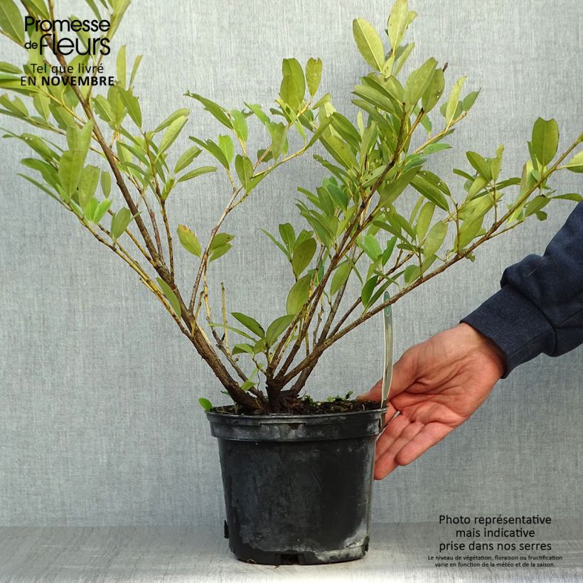 Exemplaar van Prunus laurocerasus Mano - Laurierkers Pot van 2 l/3 l zoals geleverd in de herfst