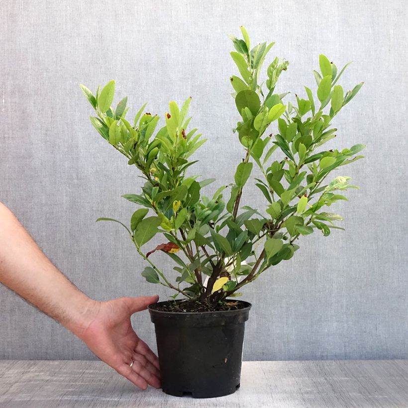 Exemplaar van Prunus laurocerasus Mano - Laurierkers Pot van 2 l/3 l zoals geleverd in de zomer