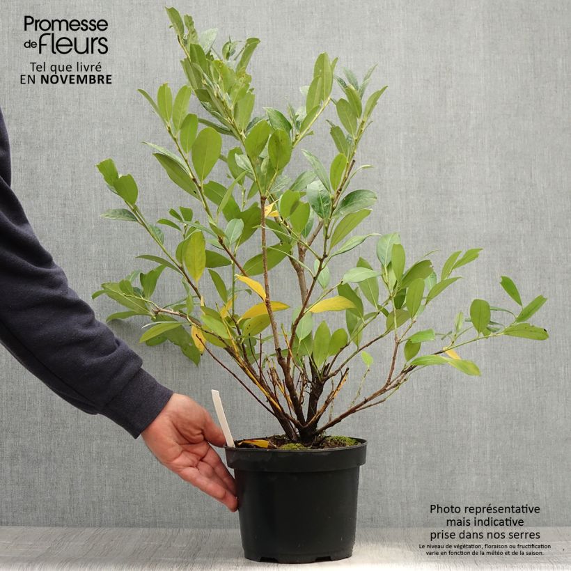 Exemplaar van Prunus laurocerasus Mano - Laurierkers Pot van 3 l/4 l zoals geleverd in de herfst