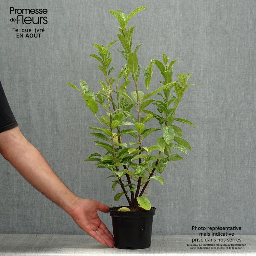 Exemplaar van Prunus laurocerasus Marbled White - Laurierkers Pot van 2 l/3 l zoals geleverd in de zomer
