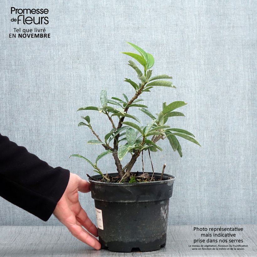 Exemplaar van Prunus laurocerasus Mount Vernon - Laurierkers Pot van 2 l/3 l zoals geleverd in de herfst