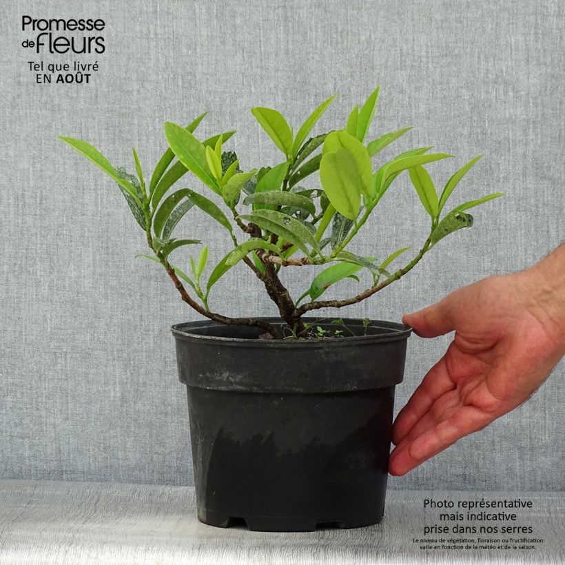 Exemplaar van Prunus laurocerasus Mount Vernon - Laurierkers Pot van 2 l/3 l zoals geleverd in de zomer