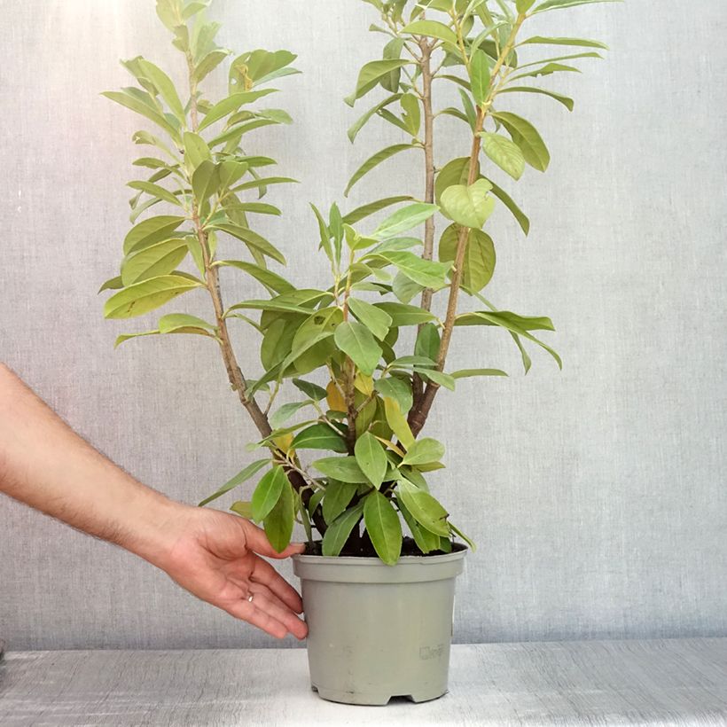 Exemplaar van Prunus laurocerasus Novita - Laurierkers Pot van 2 l/3 l zoals geleverd in de zomer