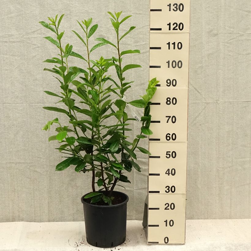 Exemplaar van Prunus laurocerasus Novita - Laurierkers Pot van 7,5 l/10 l zoals geleverd in de zomer