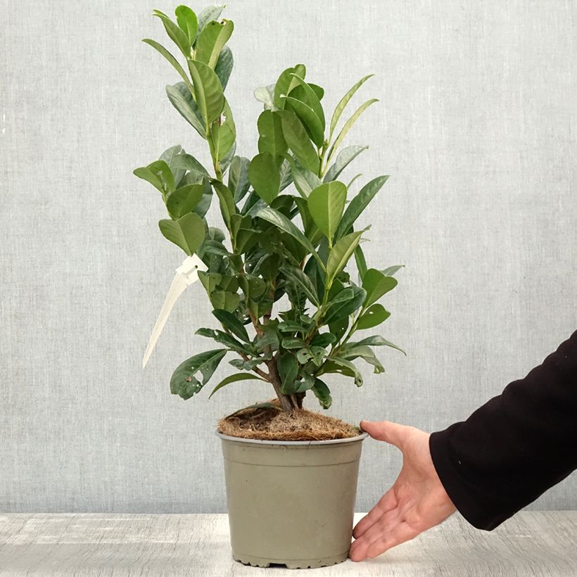 Exemplaar van Prunus laurocerasus Obelisk - Laurierkers Pot van 2 l/3 l zoals geleverd in de herfst