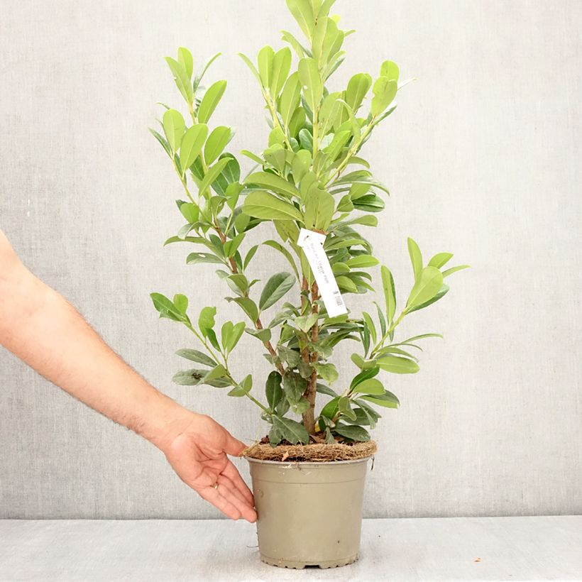 Exemplaar van Prunus laurocerasus Obelisk - Laurierkers Pot van 2 l/3 l zoals geleverd in de zomer