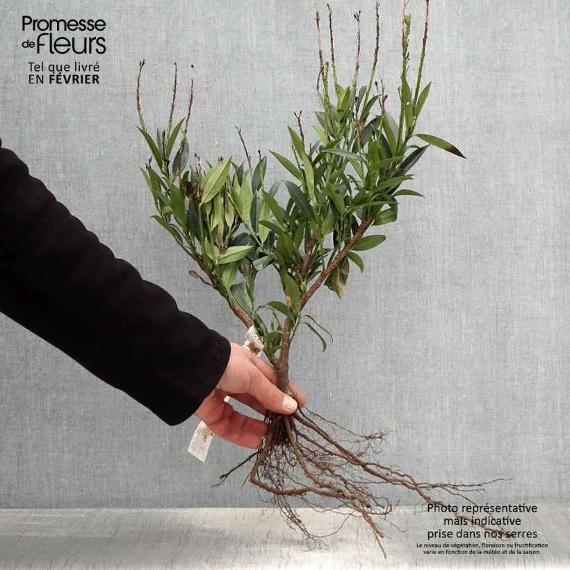 Exemplaar van Prunus laurocerasus Otto Luyken - Laurierkers Naakte wortel zoals geleverd in de winter