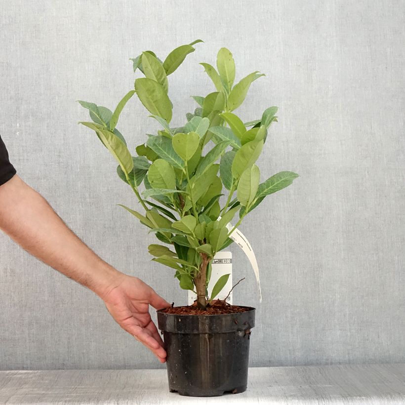 Exemplaar van Prunus laurocerasus Rotundifolia - Laurierkers Pot van 3 l/4 l zoals geleverd in de zomer