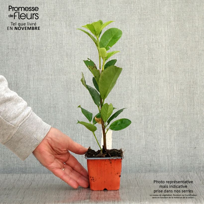 Exemplaar van Prunus laurocerasus Rotundifolia - Laurierkers Kweekpotje van 8/9 cm zoals geleverd in de herfst