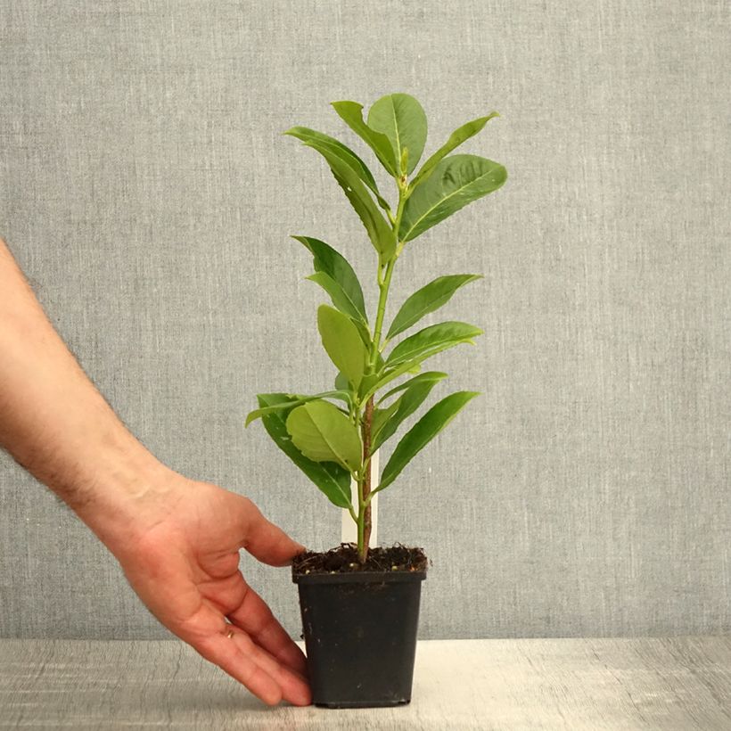 Exemplaar van Prunus laurocerasus Rotundifolia - Laurierkers Kweekpotje van 8/9 cm zoals geleverd in de lente