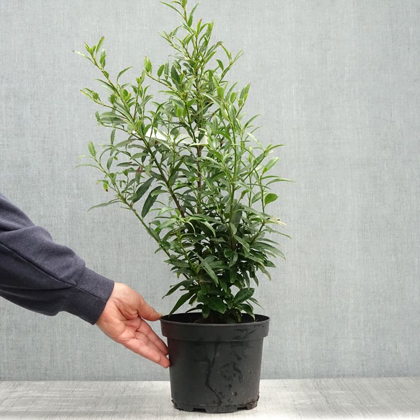 Exemplaar van Prunus laurocerasus Sofia - Laurierkers Pot van 3 l/4 l zoals geleverd in de lente