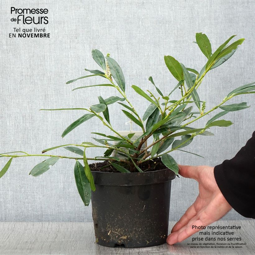 Exemplaar van Prunus laurocerasus Zabeliana - Laurierkers Pot van 2 l/3 l zoals geleverd in de herfst
