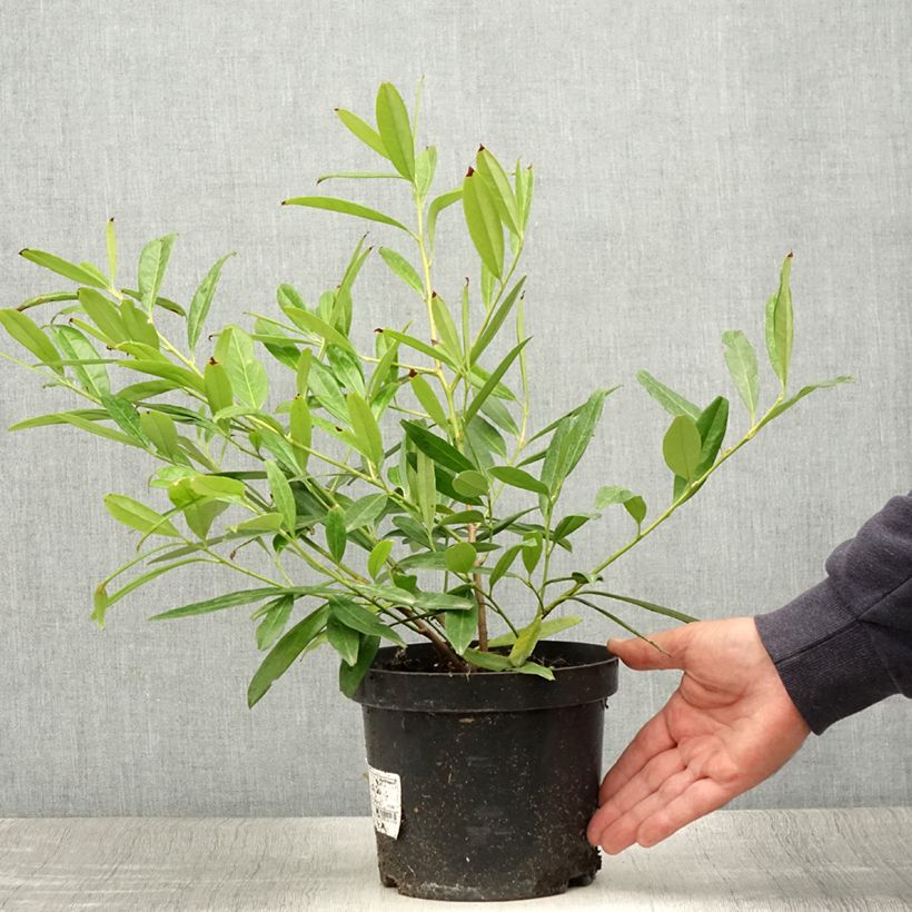 Exemplaar van Prunus laurocerasus Zabeliana - Laurierkers Pot van 2 l/3 l zoals geleverd in de zomer