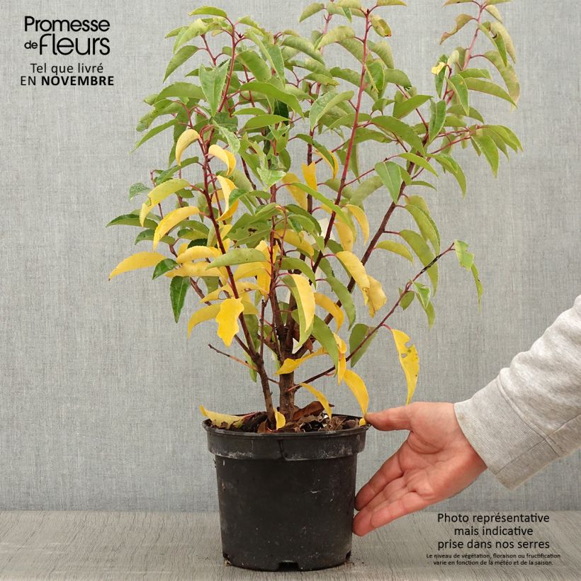 Exemplaar van Prunus lusitanica Variegata - Portugese laurier Pot van 3 l/4 l zoals geleverd in de herfst