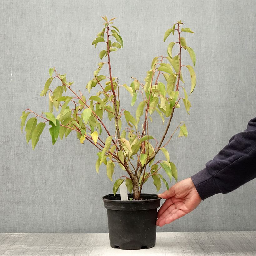 Exemplaar van Prunus lusitanica Variegata - Portugese laurier Pot van 3 l/4 l zoals geleverd in de zomer
