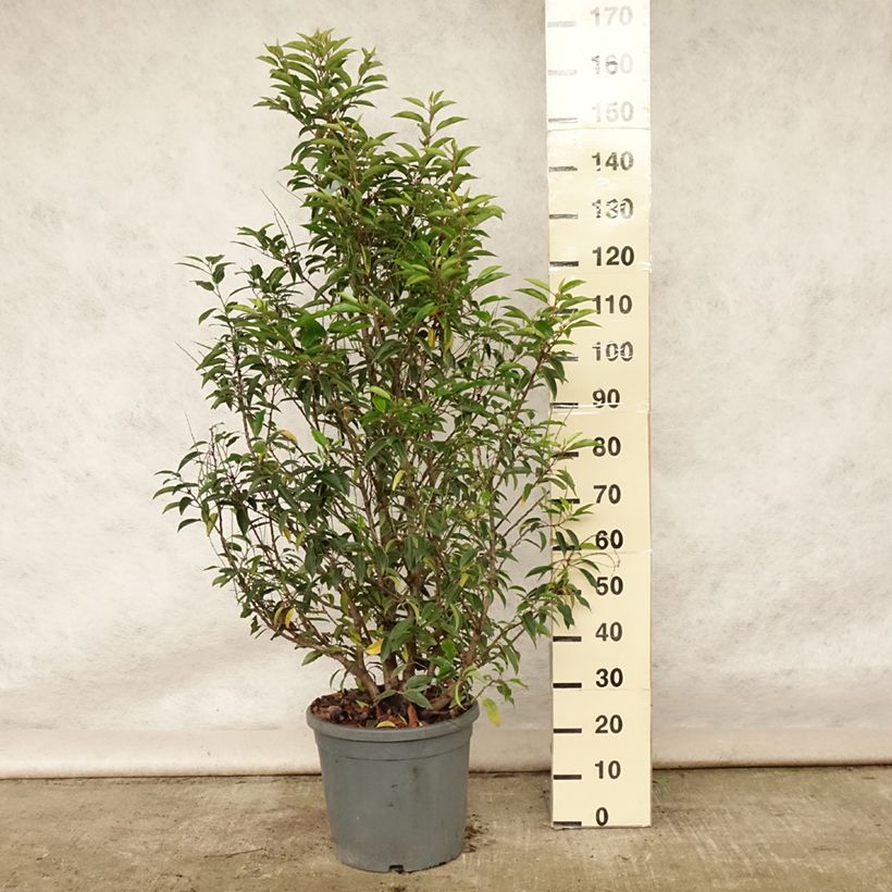 Exemplaar van Prunus lusitanica - Portugese laurier Pot van 7,5 l/10 l zoals geleverd in de zomer