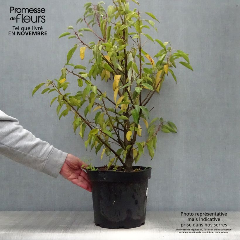 Exemplaar van Prunus lusitanica Angustifolia - Portugese laurier Pot van 7,5 l/10 l zoals geleverd in de herfst
