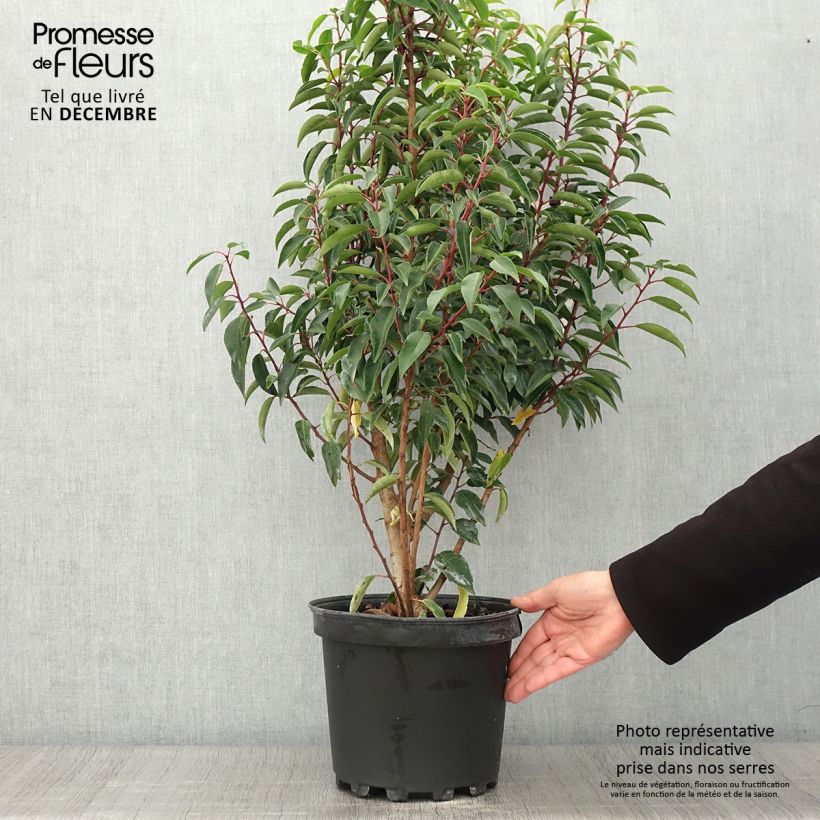 Exemplaar van Prunus lusitanica Myrtifolia - Portugese laurier Pot van 6 l/7 l zoals geleverd in de herfst