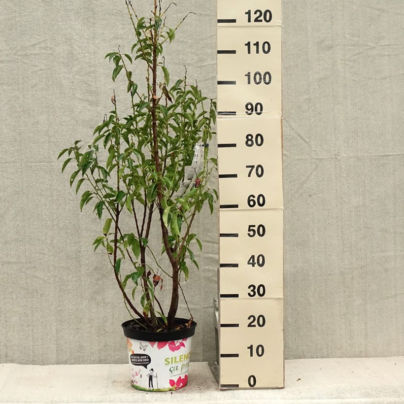 Exemplaar van Prunus lusitanica Myrtifolia - Portugese laurier Pot van 6 l/7 l zoals geleverd in de zomer