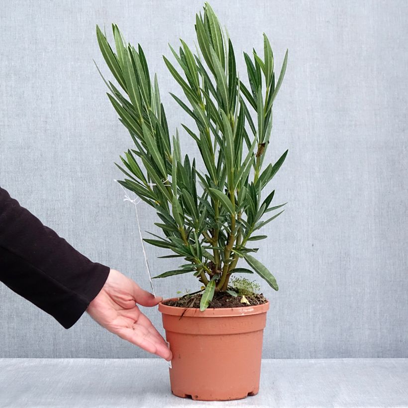 Exemplaar van Nerium oleander Angiolo Pucci - Oleander Pot van 3 l/4 l, Struik zoals geleverd in de herfst