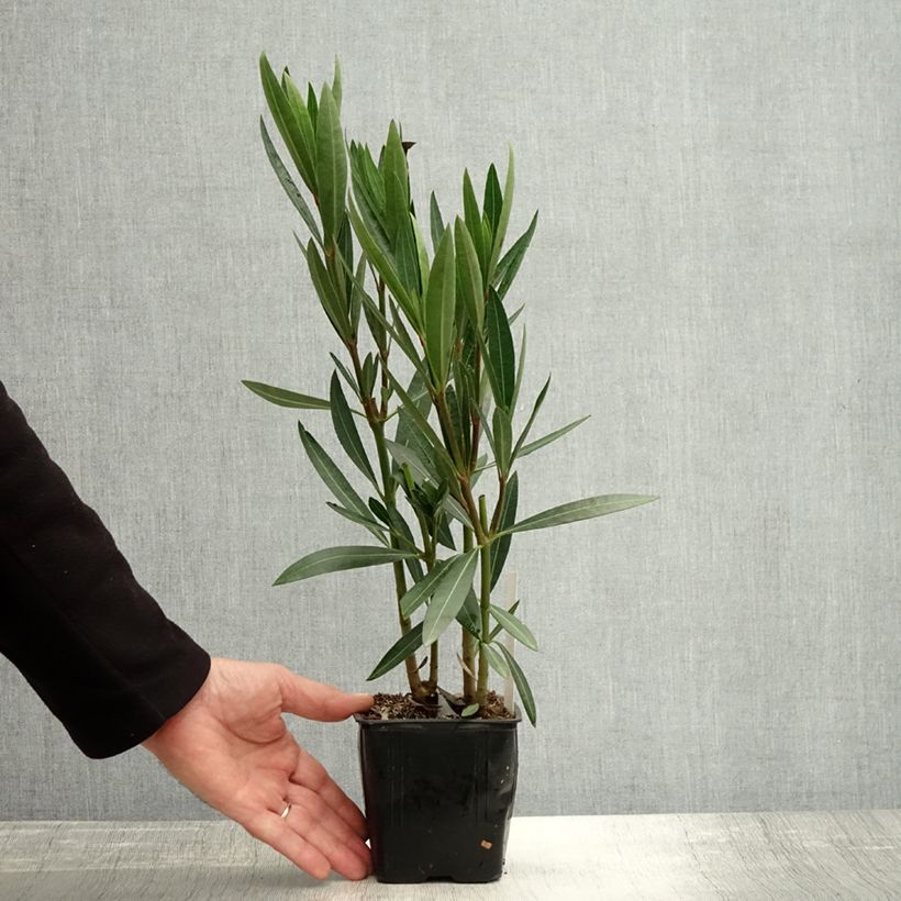 Exemplaar van Nerium oleander Caro - Rozenlaurier Pot van 10 cm/11 cm zoals geleverd in de herfst