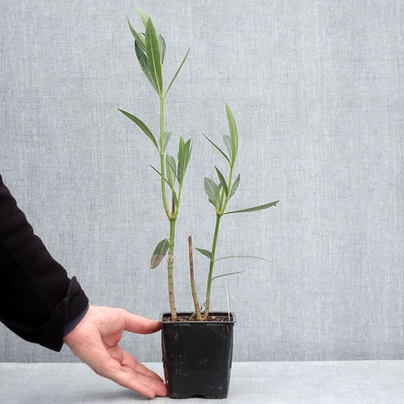 Example of Nerium oleander Caro - Rozenlaurier Pot van 10 cm/11 cm as you get in printemps