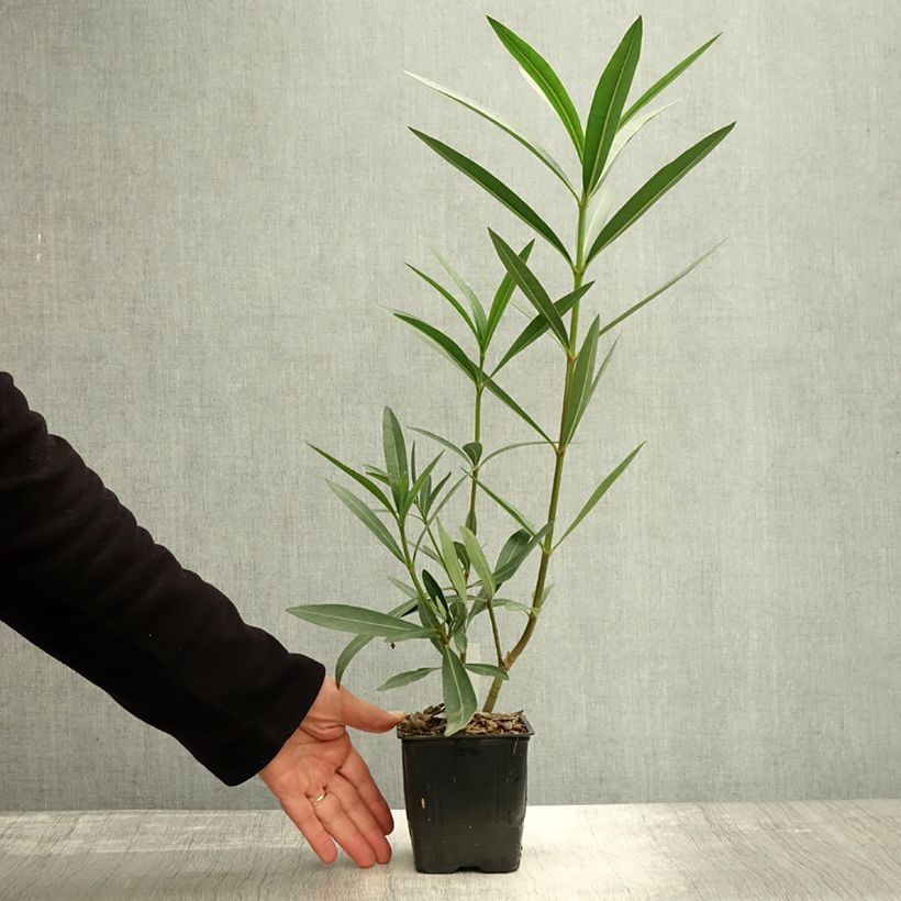 Exemplaar van Nerium oleander Commandant Barthélemy - Rozenlaurier Pot van 10 cm/11 cm zoals geleverd in de herfst